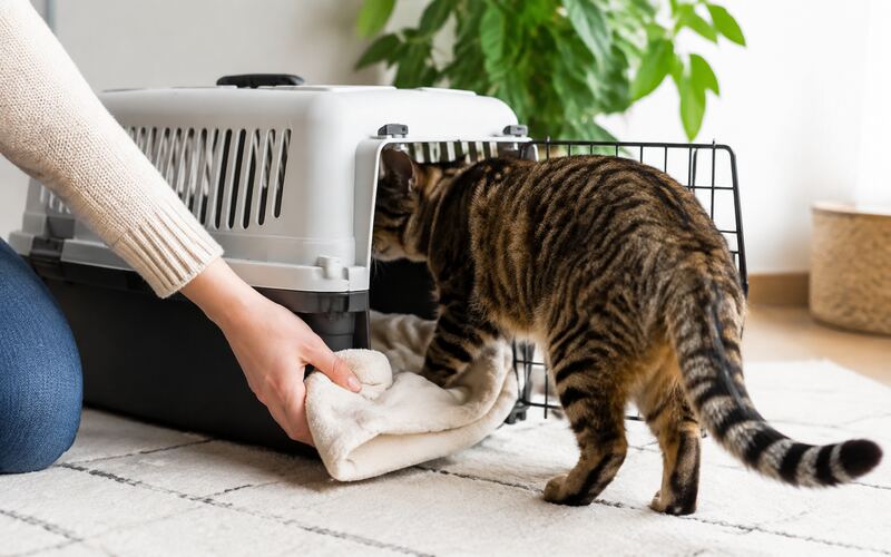 Kedi taşıma çantası seçimi