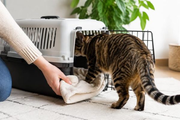 Kedi taşıma çantası seçimi
